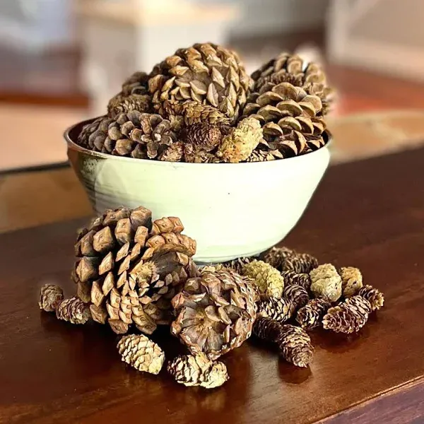 Innovative Fragrances Inc. Cinnamon Scented Pine Cones