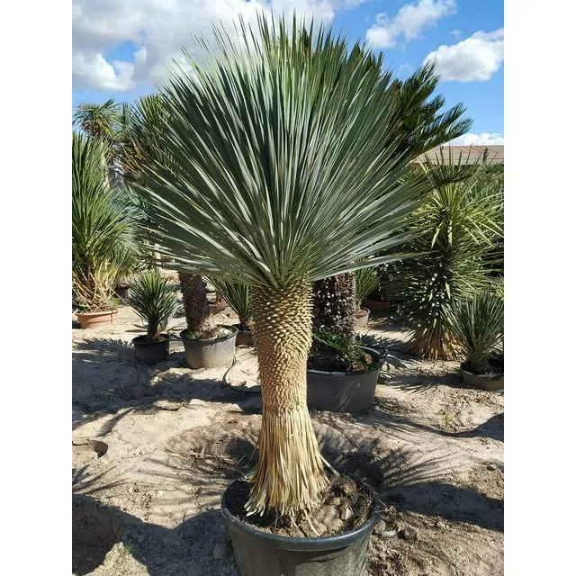 Silver Yucca - 3 Live Plants in 4 Inch Growers Pots - Starter Plant - Yucca Rostrata - Extremely Rare Outdoor Ornamental Slow Growing Evergreen Tree