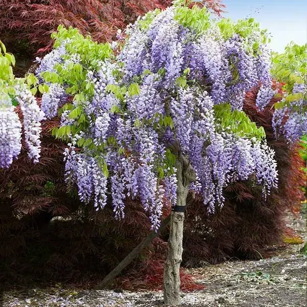 Wisteria Tree, 1-2 ft- A New Twist On An Old Favorite, Zone 5-8