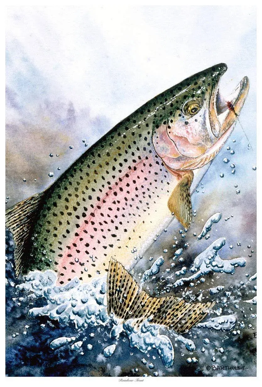 Rainbow Trout Giclee Art Print Poster by Dave Bartholet 12 inch x 18 inch Size 12 ...