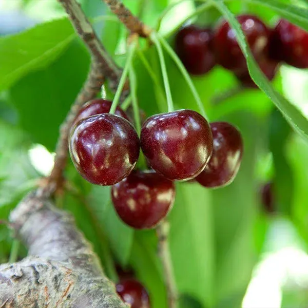 Lapins Cherry Tree