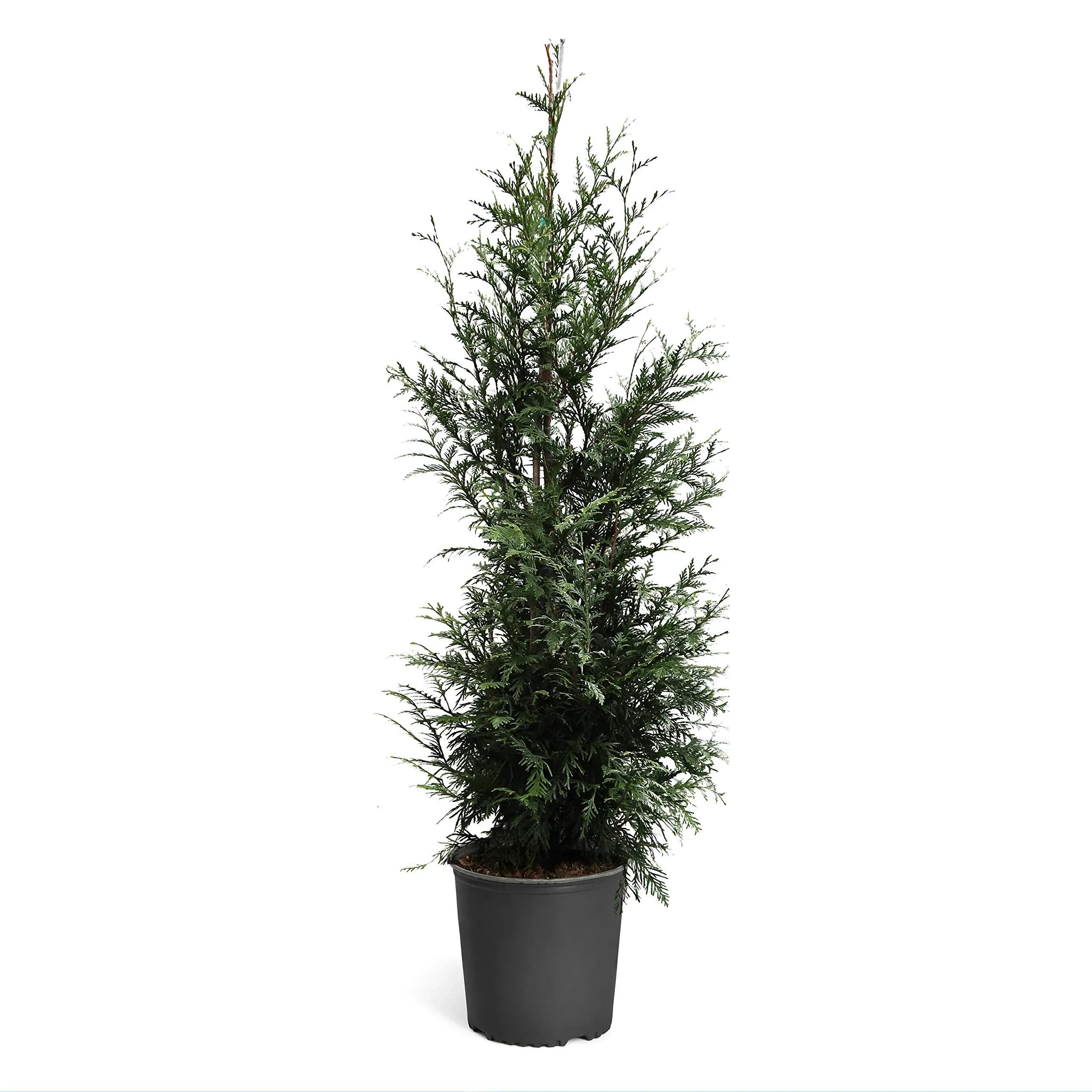 Brighter Blooms Thuja Green Giant Evergreen Privacy Trees