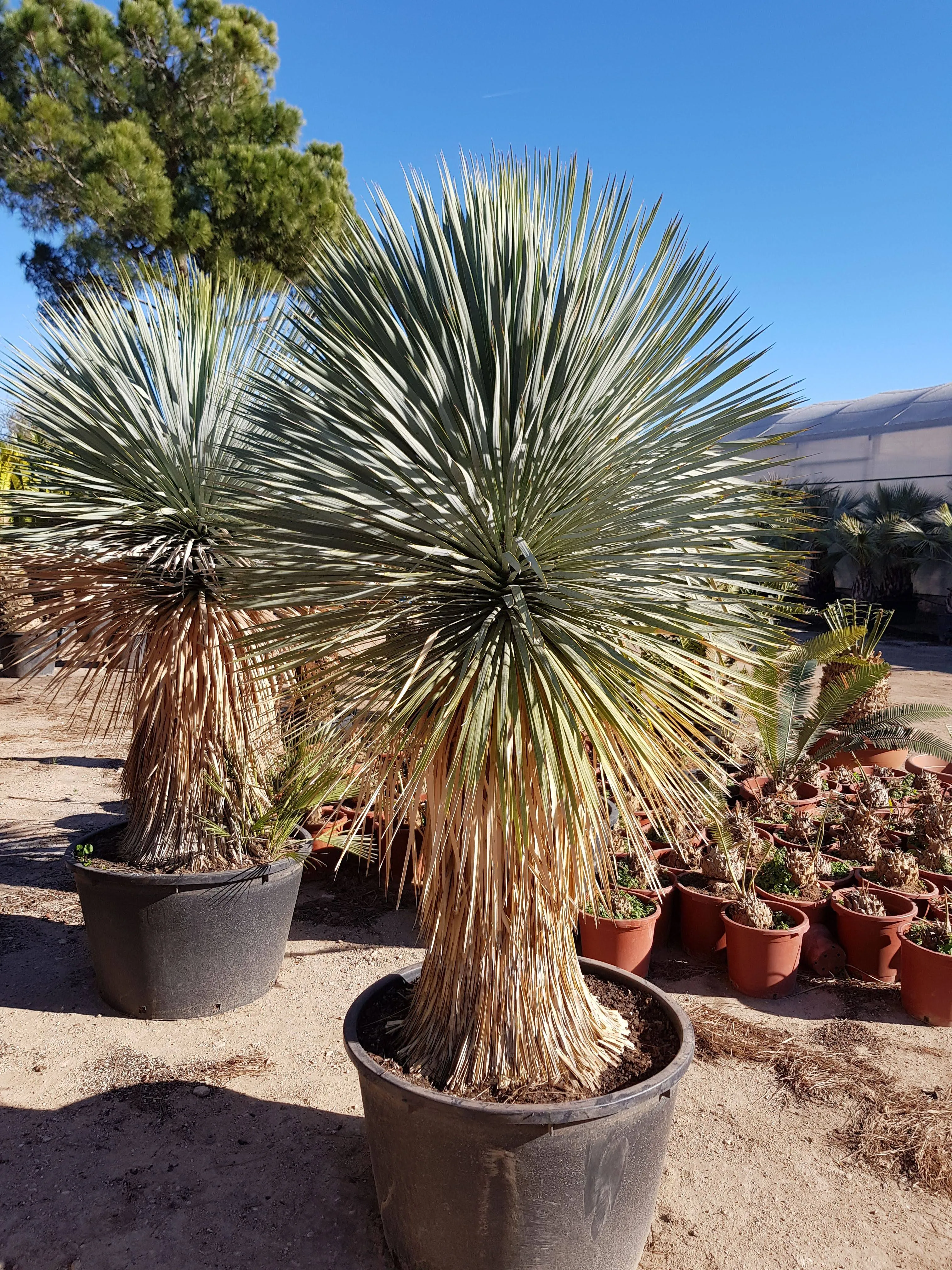 Silver Yucca - Live Plant in A 4 inch Growers Pot - Starter Plant - Yucca ...