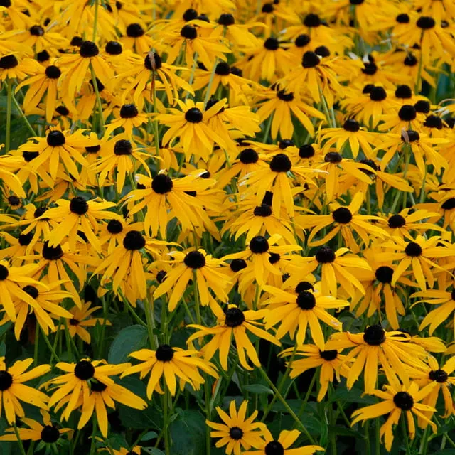 Rudbeckia Hirta Flower Garden Seeds