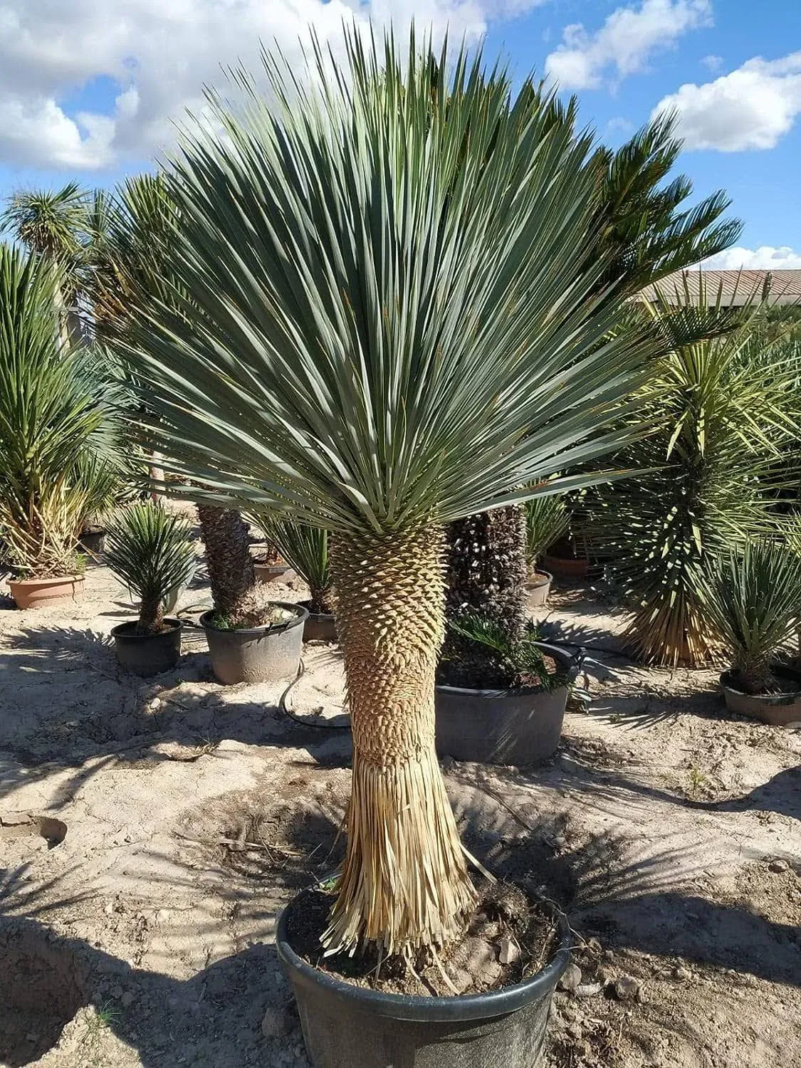 Wekiva Foliage Silver Yucca - Starter Plant in A 4 inch Growers Pot - Yucca ...