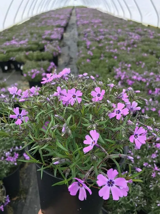 Volcano Phlox