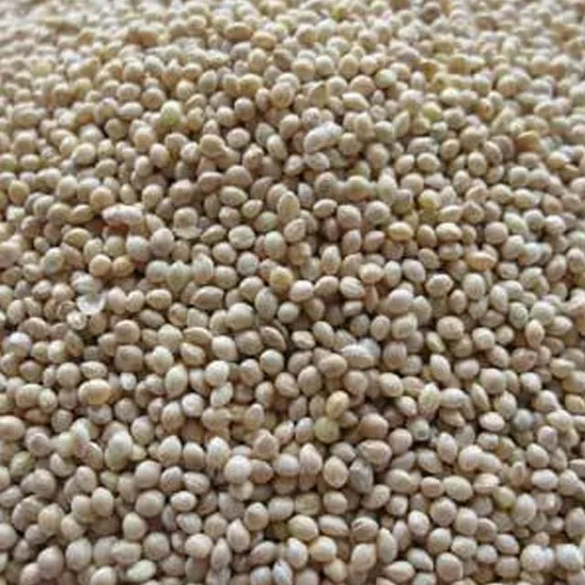 White Proso Millet Seeds