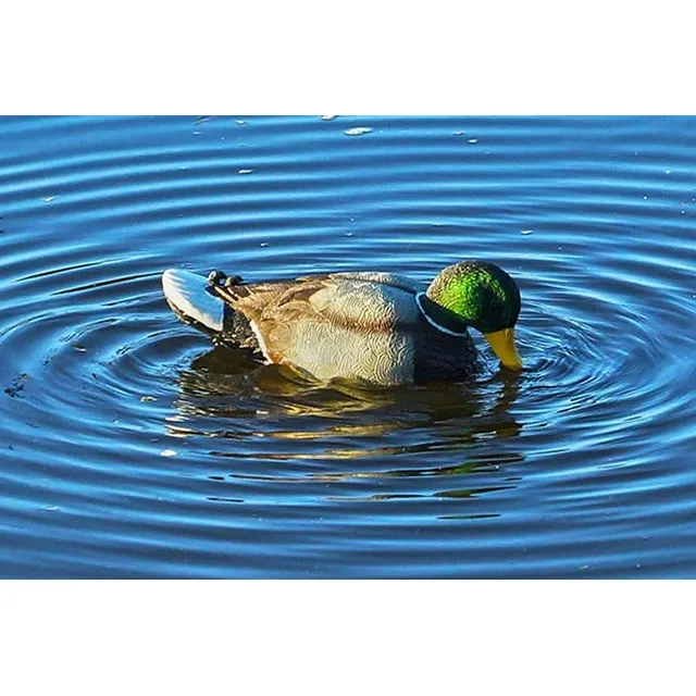 Mojo Outdoors Rippler Vibrating Motion Duck Decoy