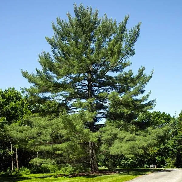 Brighter Blooms Eastern White Pine Tree