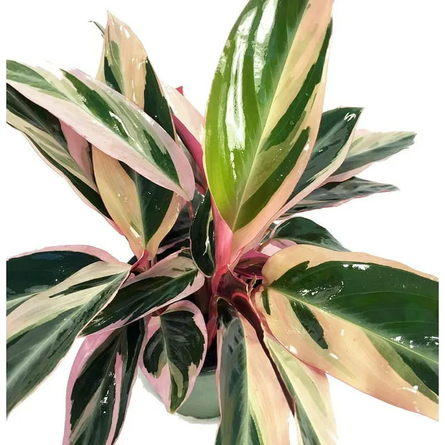 Tricolor Prayer Plant - Stromanthe triostar - Easy to Grow House Plant - 4" Pot