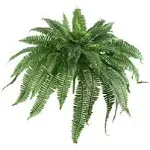 Nearly Natural Boston Fern - Set of 2 | ShopLadder