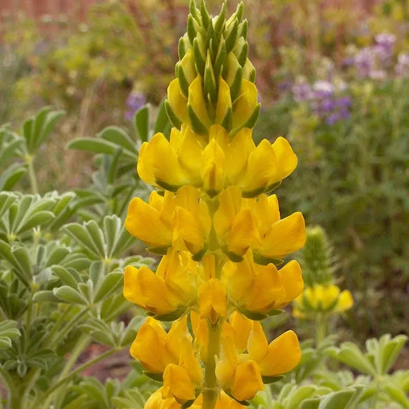 50 Yellow Lupine Wildflower Seeds - Everwilde Farms Mylar Seed Packet