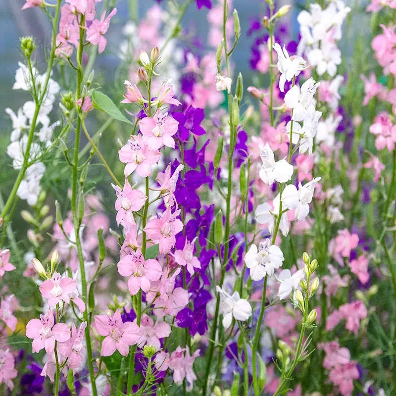 Everwilde Farms - 1000 Rocket Larkspur Wildflower Seeds - Gold Vault Jumbo Seed Packet