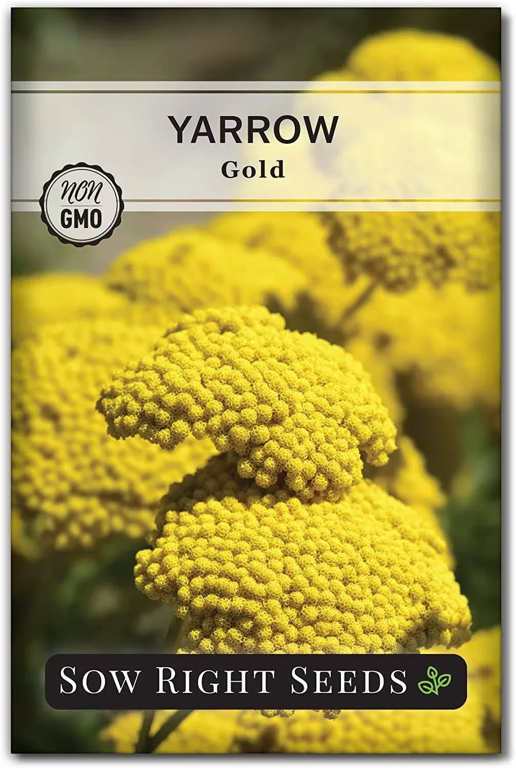 Gold Yarrow