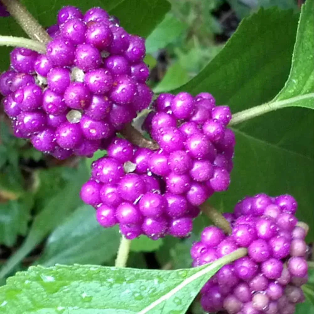 QAUZUY Garden 40 American Purple Beautyberry Shrub Flower Callicarpa Americana ...