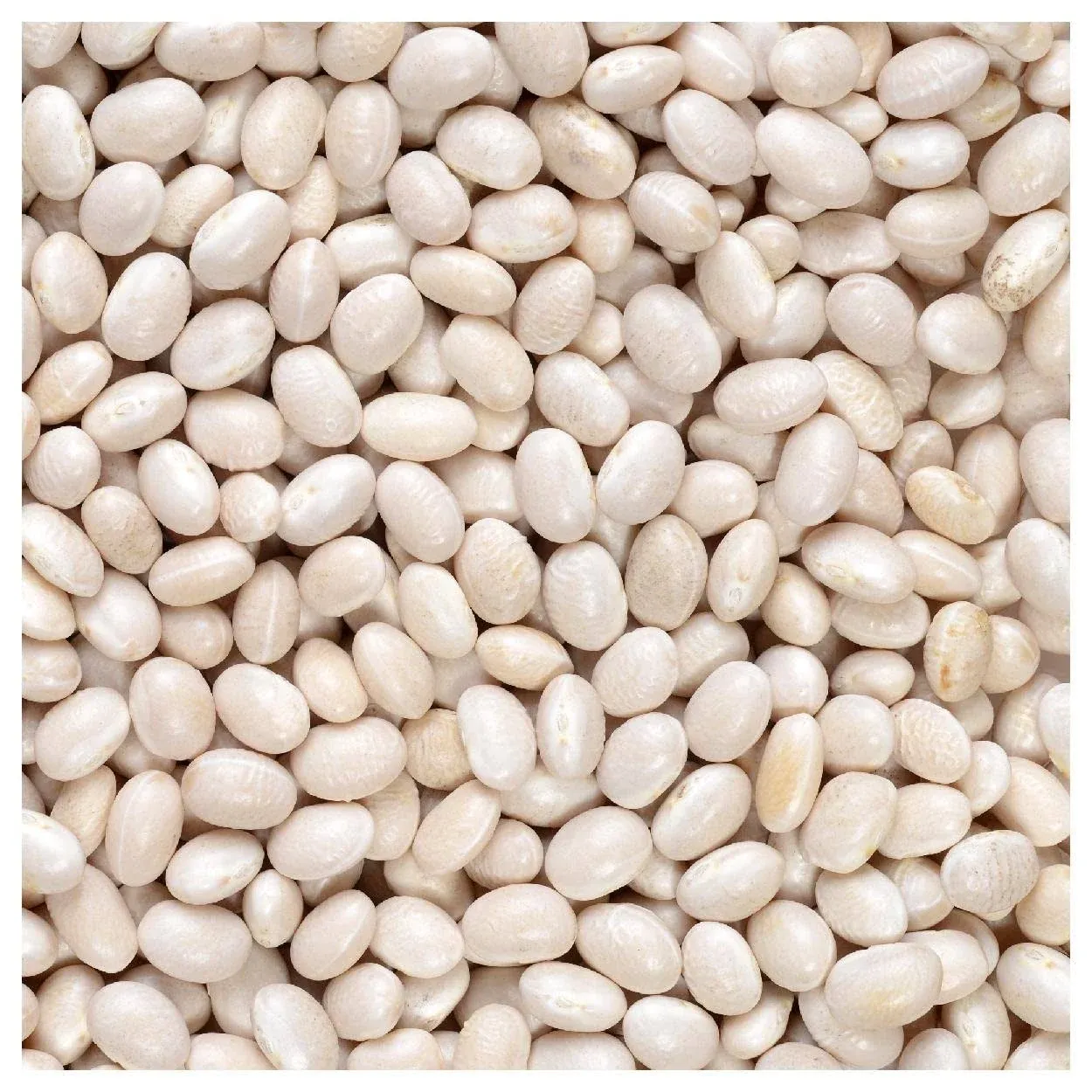 Everwilde Farms - 1/4 lb Navy Dry Bean Seeds - Gold Vault