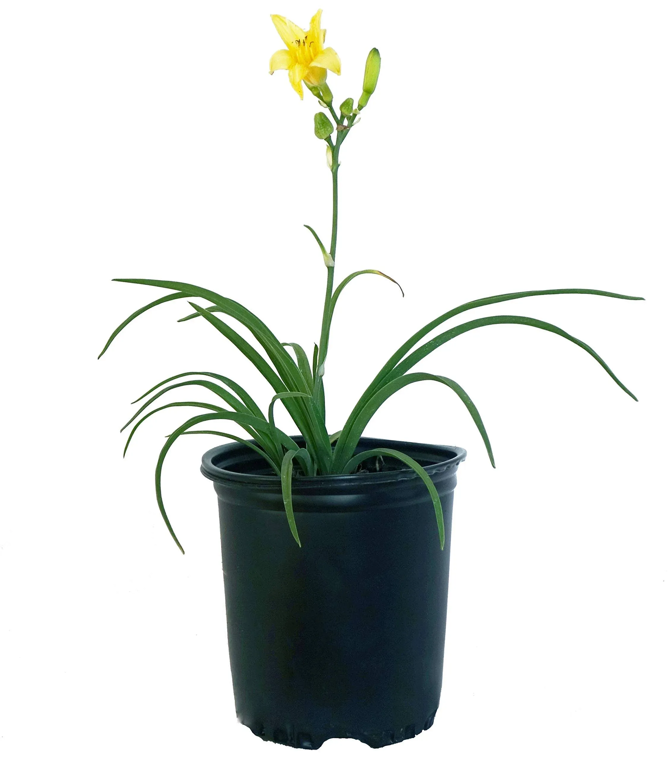 Hemerocallis 'Happy Returns' (daylily) Perennial, Yellow Flowers, 1 - Size Container