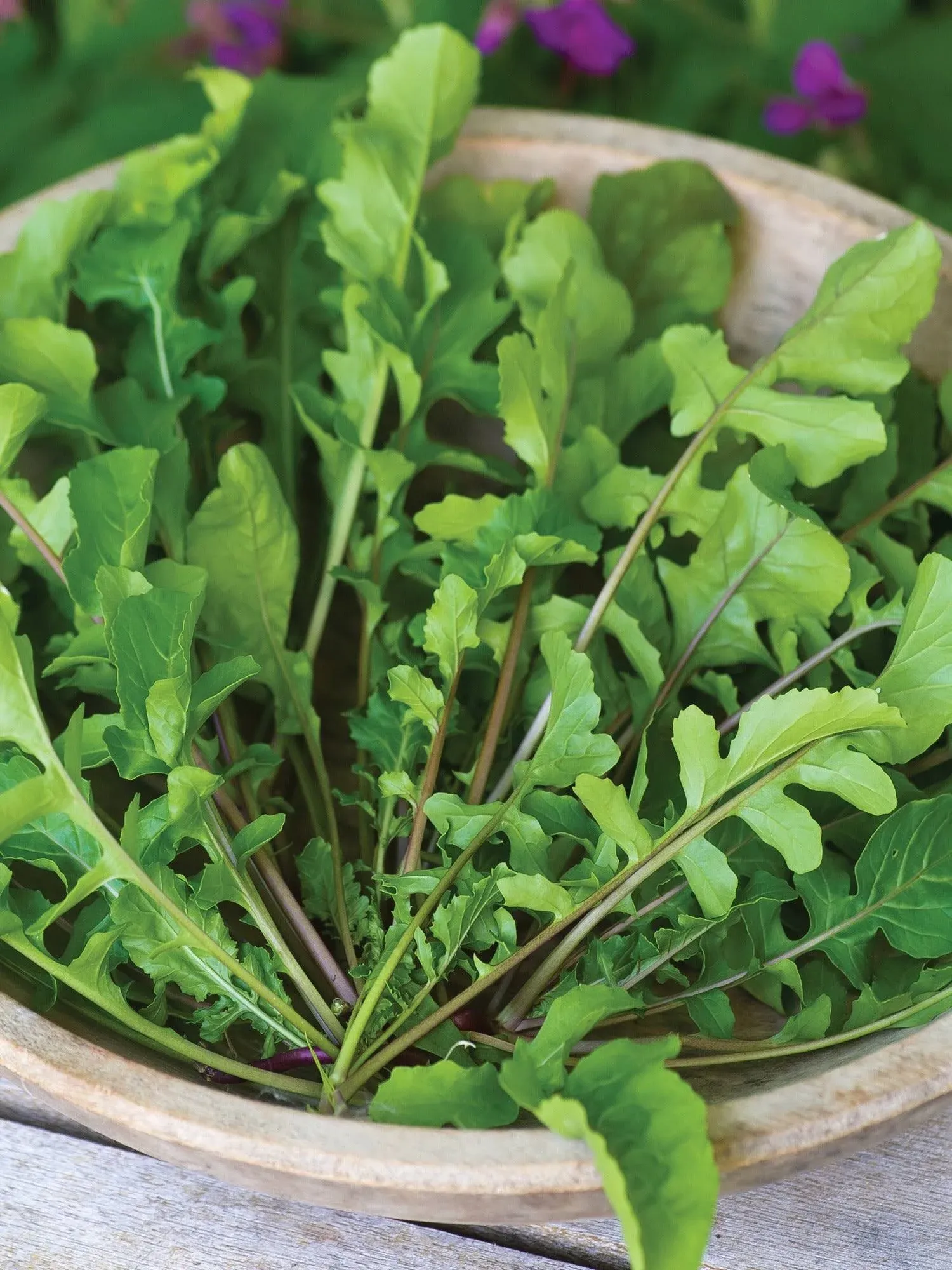 Shop Burpee Arugula Selvatica Organic 4 oz Seeds