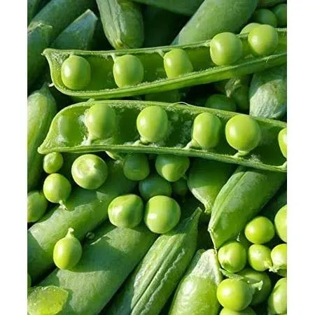 Wando Garden Pea, 50 Heirloom Seeds Per Packet, Non GMO Seeds