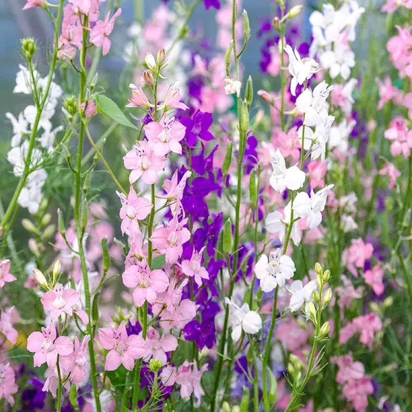 Everwilde Farms - 1000 Mixed Rocket Larkspur Garden Flower Seeds - Gold Vault ...