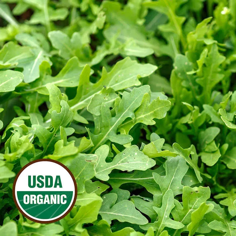 Everwilde Farms - 1 oz Organic Roquette Arugula Herb Seeds - Gold Vault Bulk Seed ...