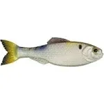 6th Sense Panorama Live Gizzard Shad / 2"